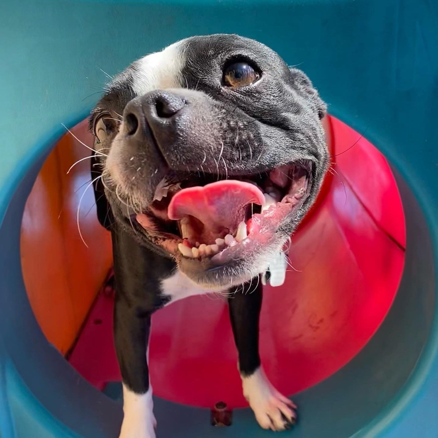 Boston Terrier Dog on a play structure posing for the camera with his tongue out
